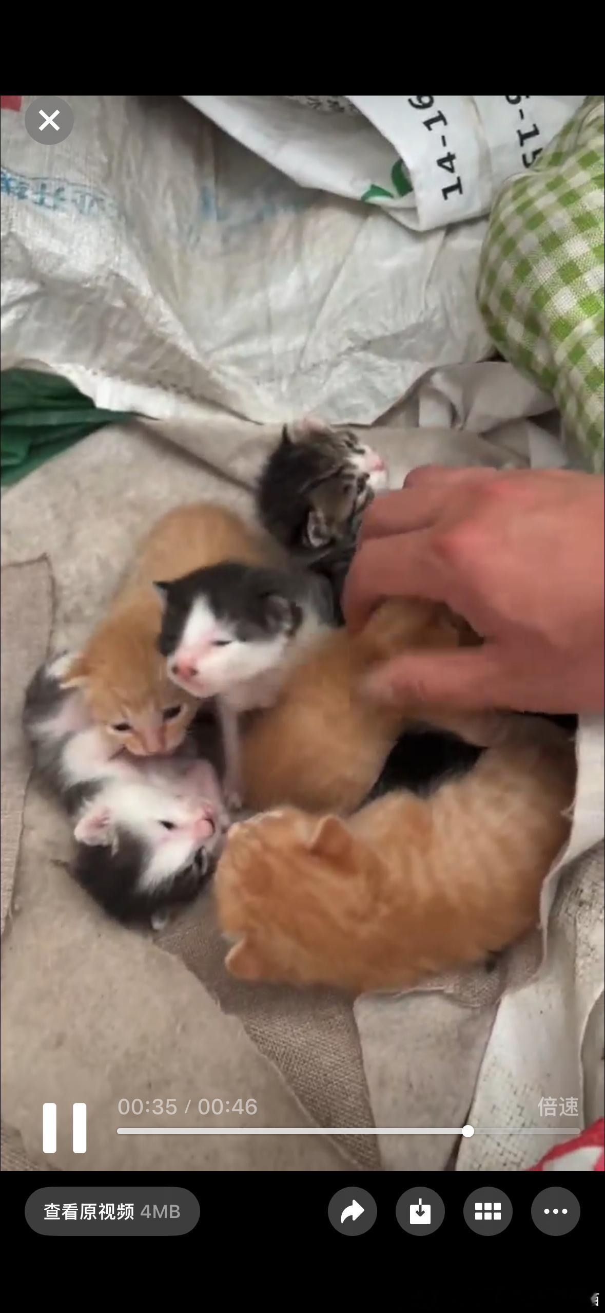 49508【丑猫】外婆家刚出生不久的小猫有两颗巨大的鼻屎 