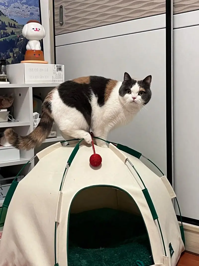 前 3 秒必看：这手速谁敢信？