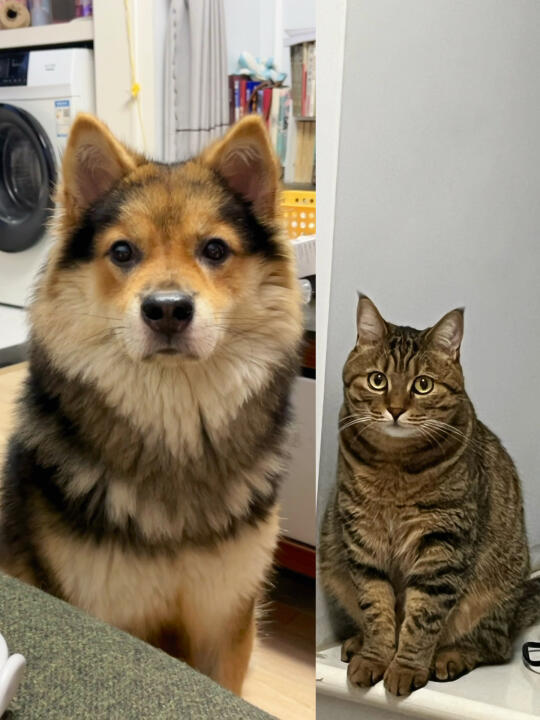 养到了传说中面相很好的小猫和小狗……