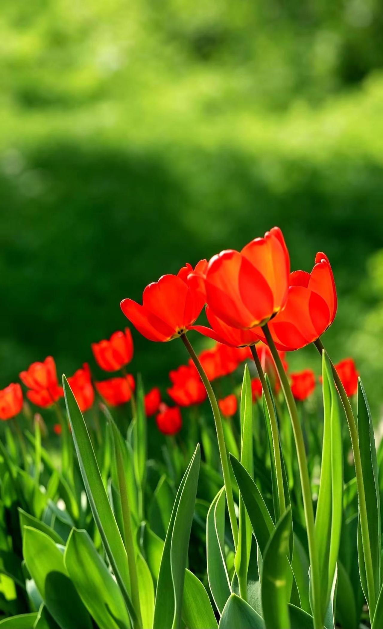 春色入怀来。摄影爱好者 红色郁金香背景 红色郁金香花海