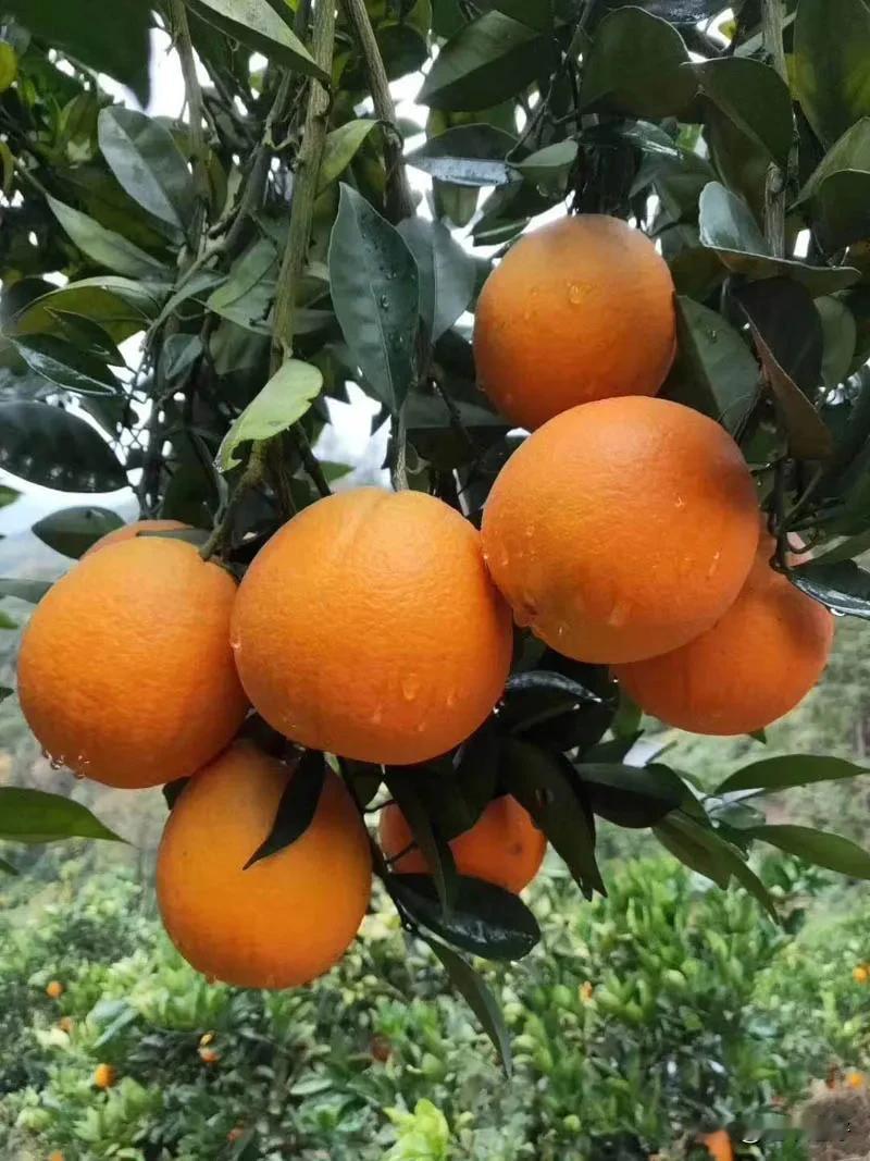 脐橙打包发货中......
外行人买橙子🍊 ，看谁ܼ价格低
内行人买橙子🍊 