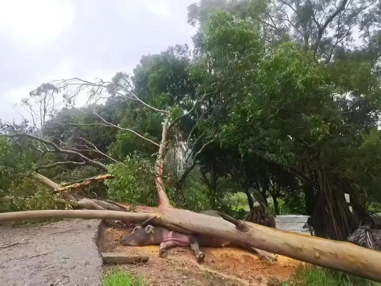 麦德姆台风太猛了大树连根拔起压坏牛，压坏车麦德姆号台风