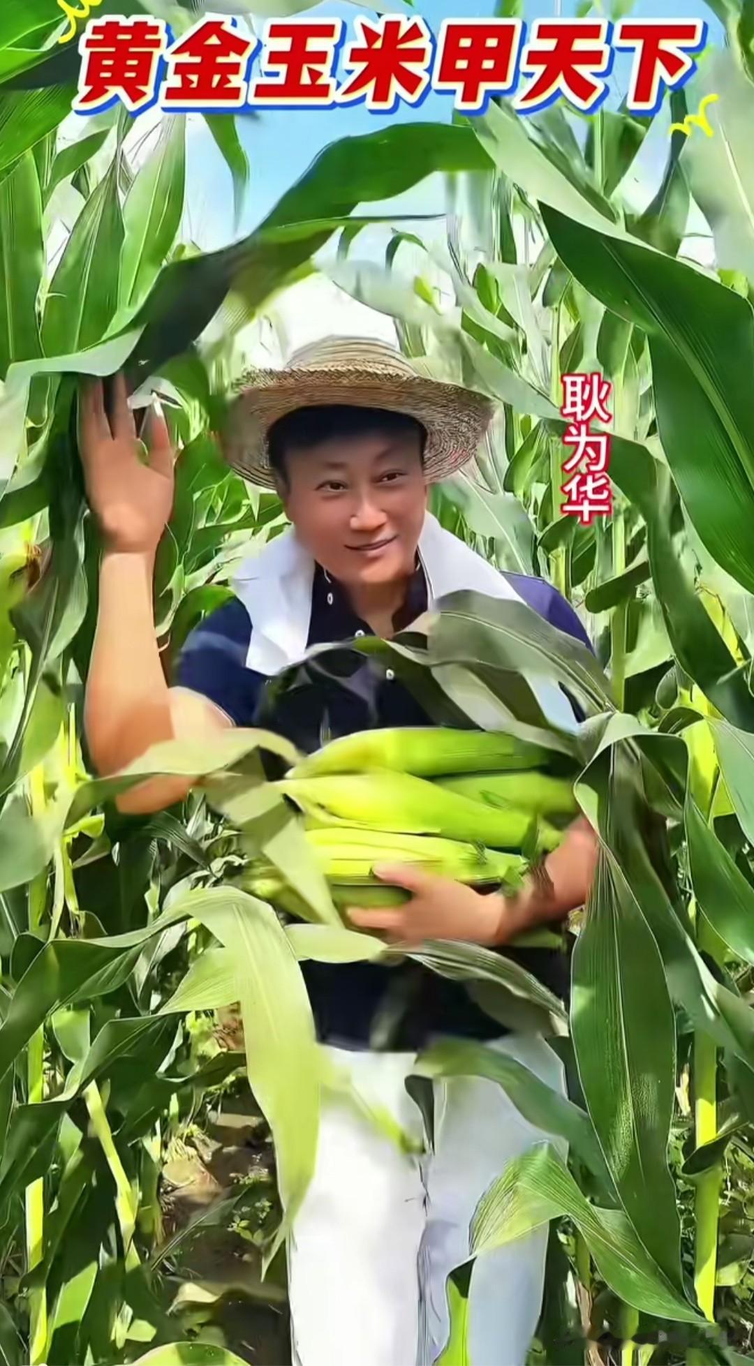耿为华老师在绿油油的地里掰玉米，他虽然是著名的歌唱家，干起农活一点不含糊！

双