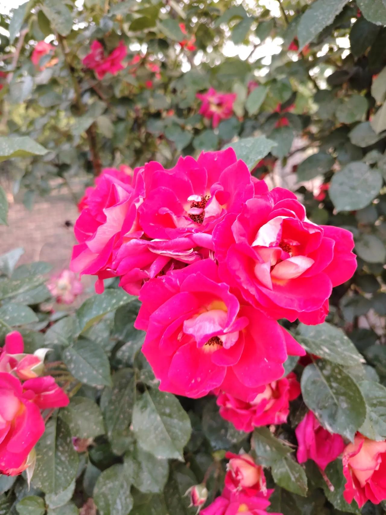 公园美丽景随拍