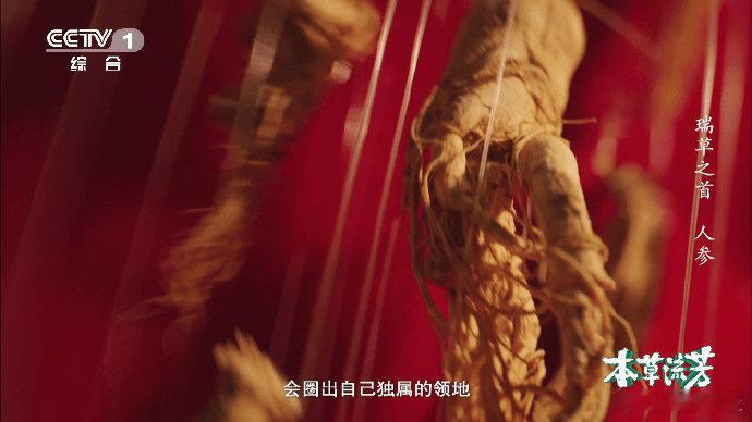 人参的根系真能打啊  人参这个植物也真是怪神奇的，没想到根须竟然这么能打！又能防