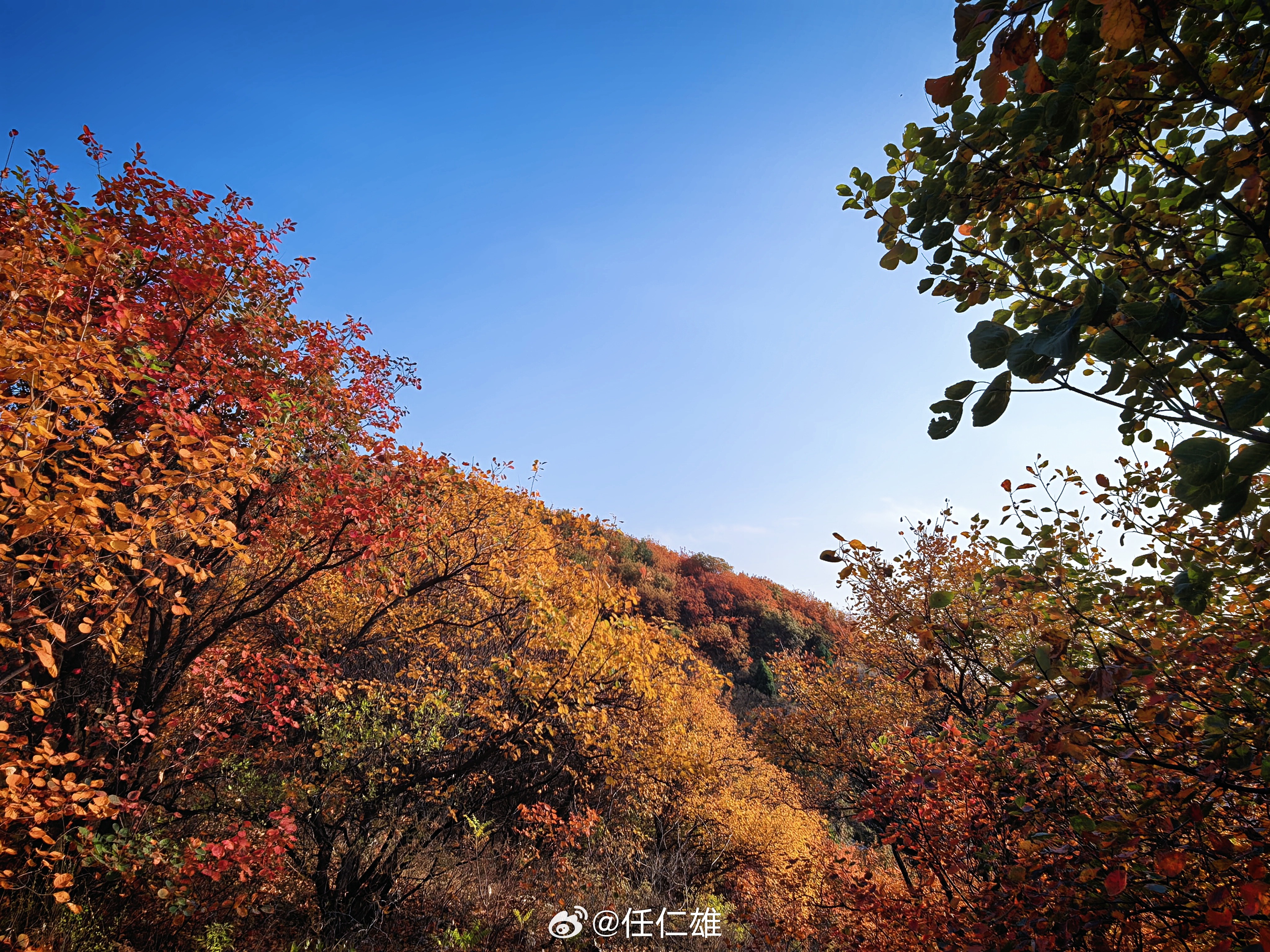 海拔仅333的舞彩浅山(剑山），靠这漫山红遍，杀进北京红叶榜前三，几乎能与秋林铺