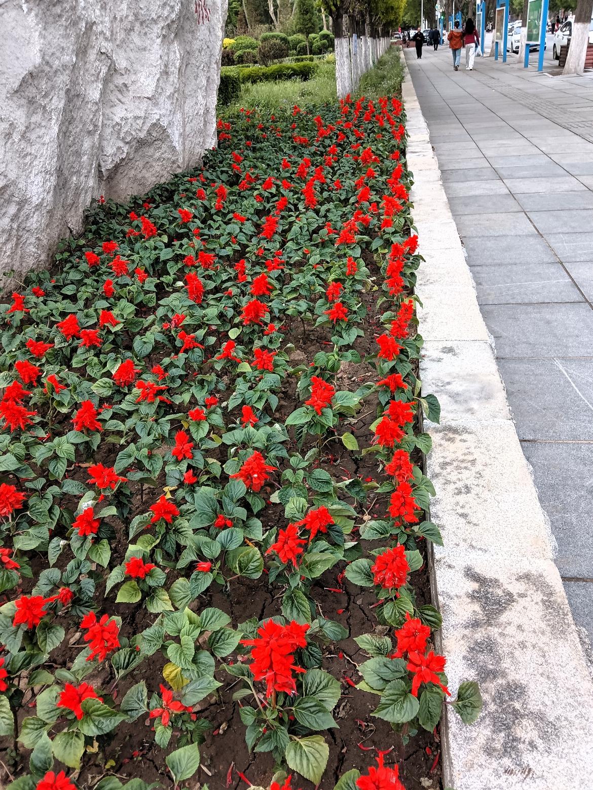 盛开的红色花海  漫步在花丛中，感受大自然的美丽与宁静。红红花映绿叶，人间五月天