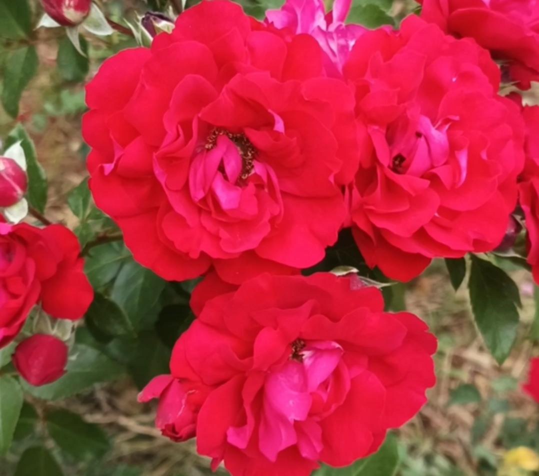 繁花灼灼艳如丹，
身历风霜貌渐残。
纵使容颜添憔悴，
笑随芳影舞翩跹。
