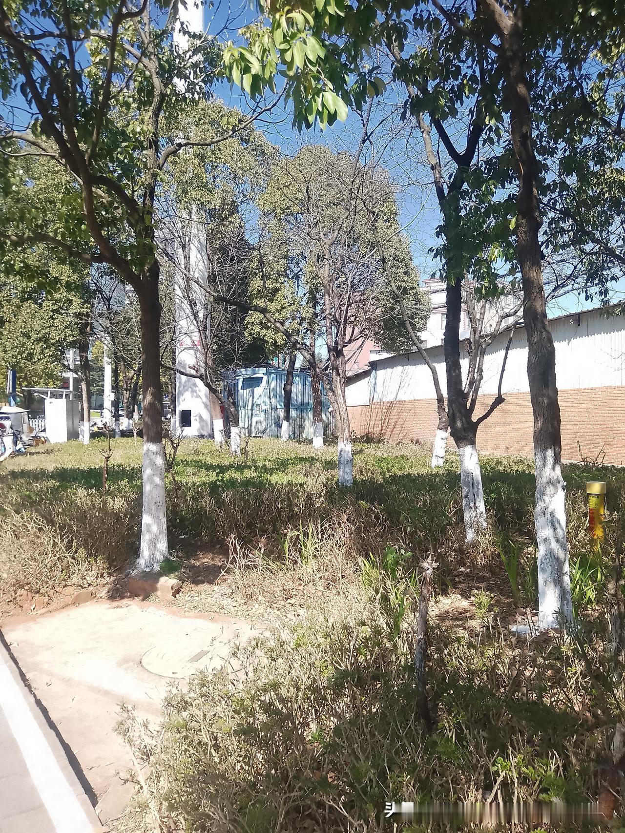 冬日生活打卡季云南昆明今年的冬天，最大差别我觉得是昆明的樱花开得有迟，农业大学门