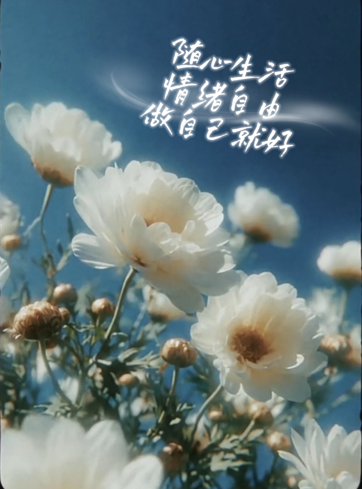 美好的一天，永远是今天美好的一刻，是此时此刻随心生活，情绪自由做自己就好，早安！