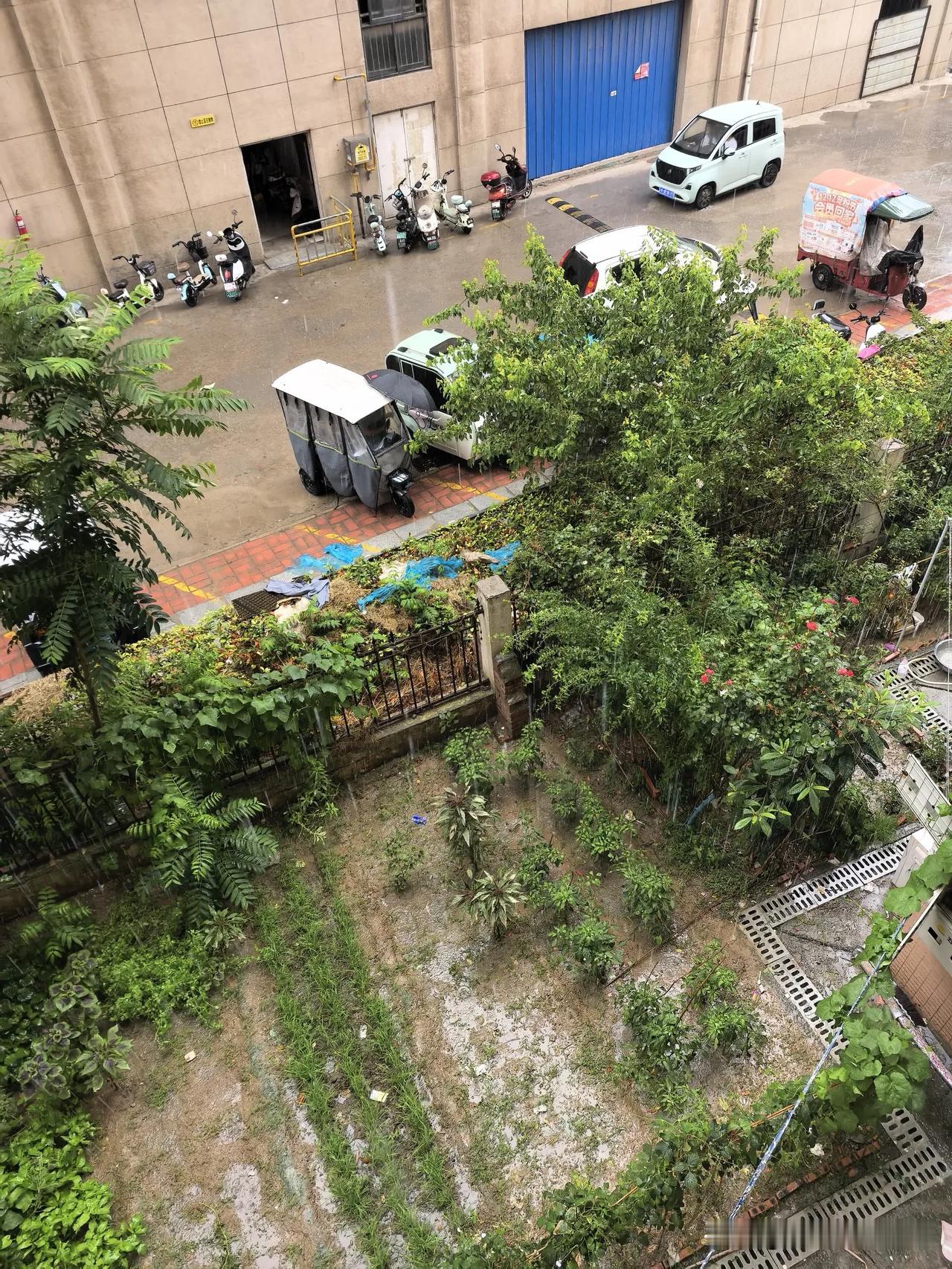 刚吃完早饭，外面下起了雨。

按计划，我要陪儿子一块儿去图书馆阅览室。

儿子看