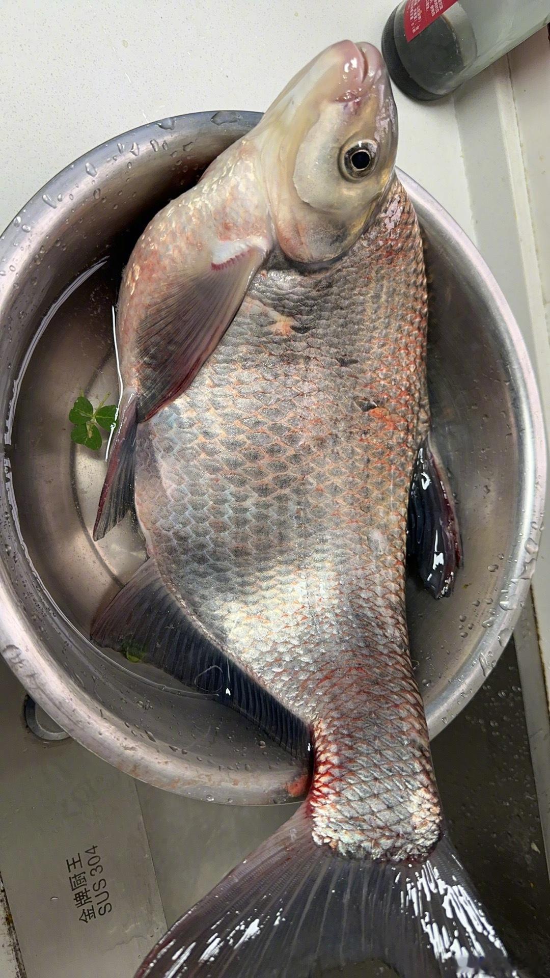 在水库里钓了条鳊鱼，只有五斤重。回家路上在超市里买了葱，准备晚上烧葱油鳊鱼吃。到