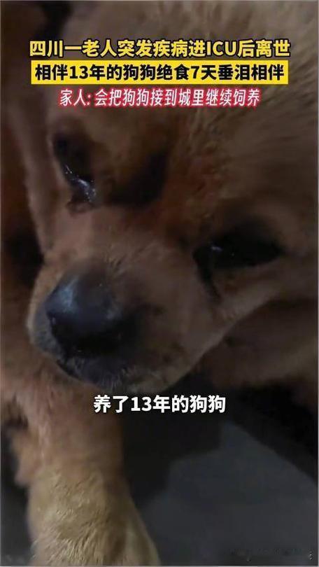 雅安双向救赎：老人捡回的流浪狗，主人离世后绝食7天含泪守灵
 
四川雅安，一女子