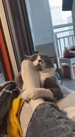 猫猫：就喜欢这个味，比咸鱼更浓更烈 ​​​
