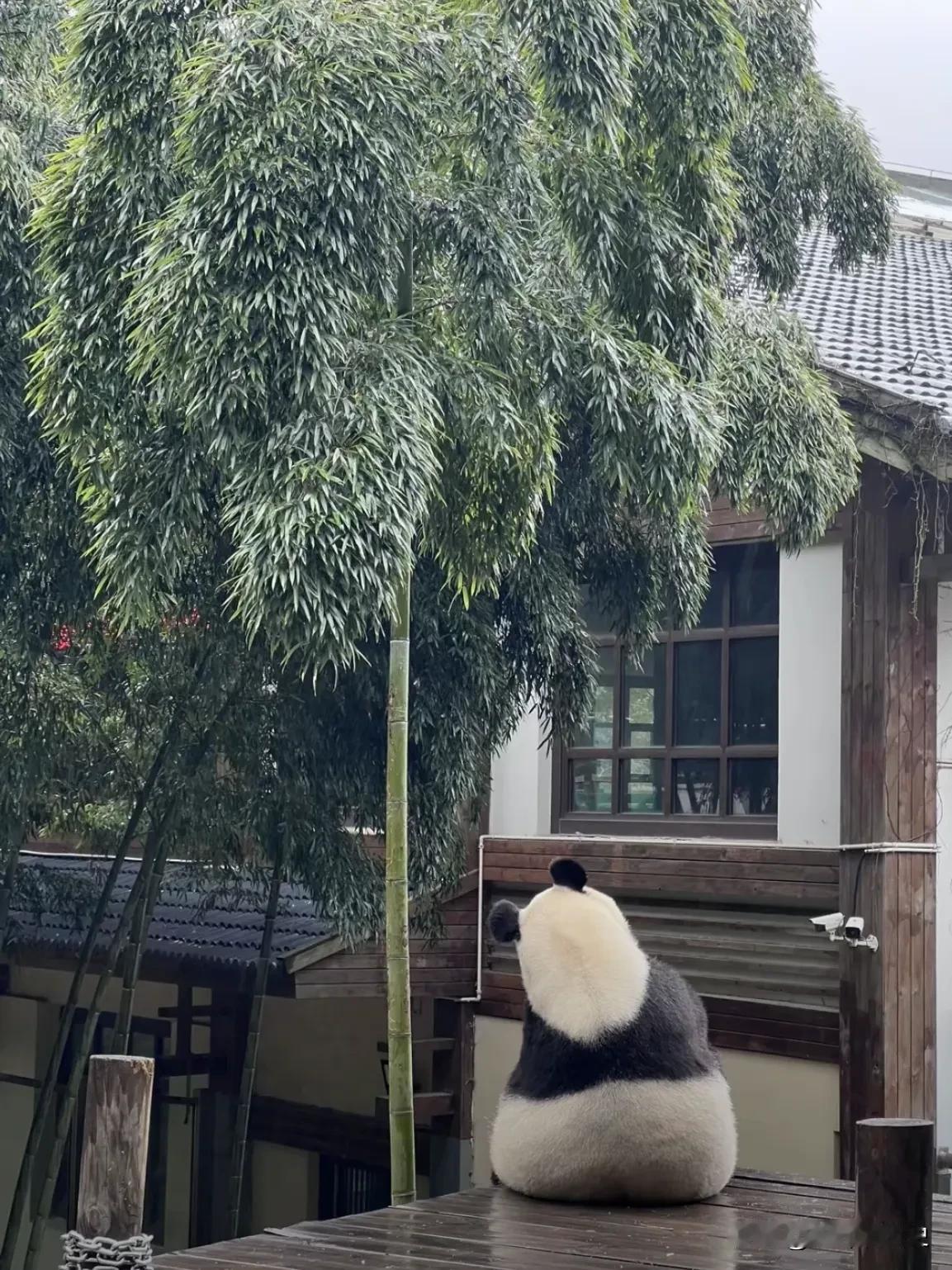 #你钟爱的大熊猫是哪只#

我们华丽宝宝就是最松弛的小熊
最优雅的小熊

ee也