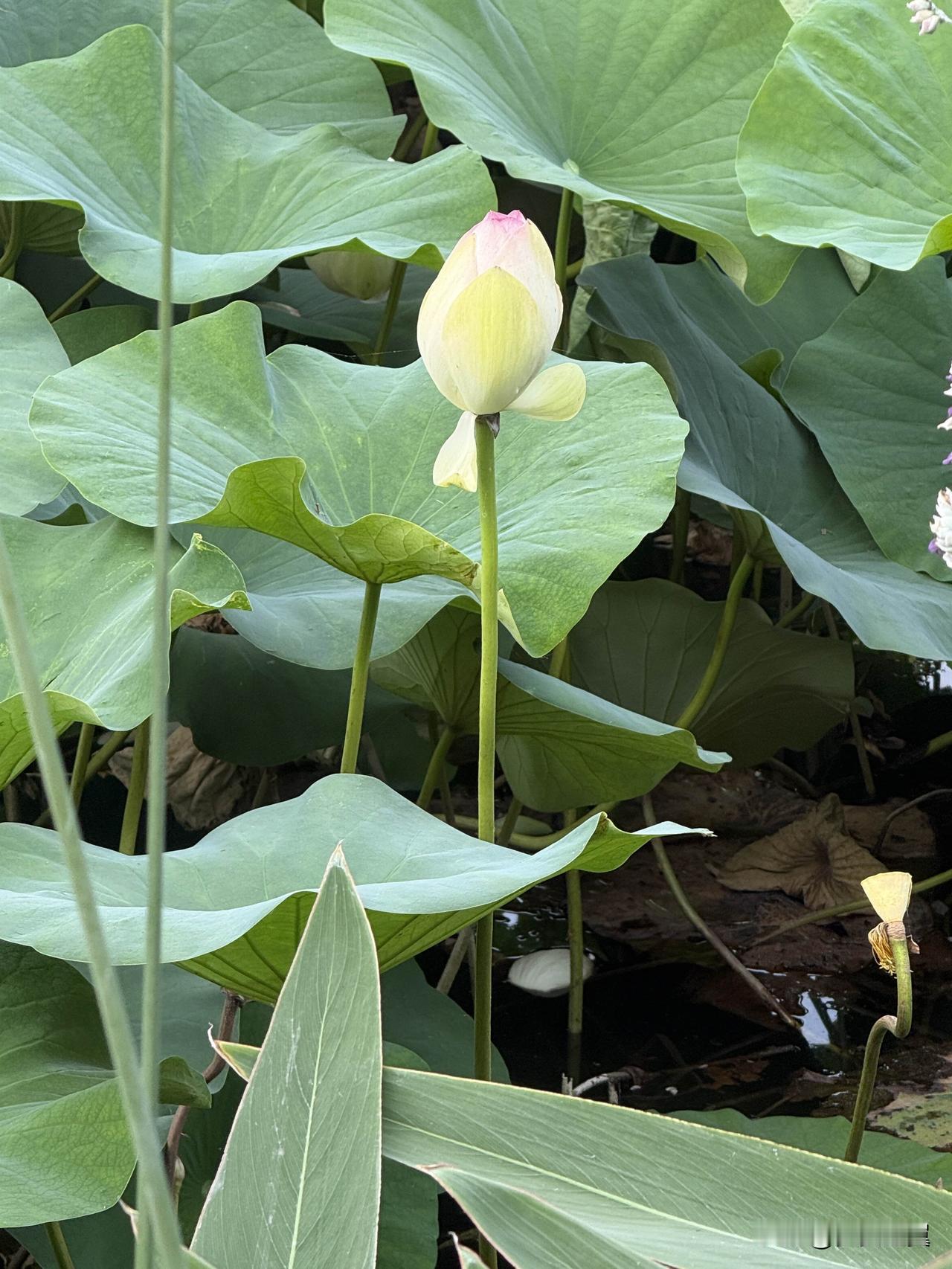 夏日美景随拍湖边，荷花，一片生机，心情怡然。