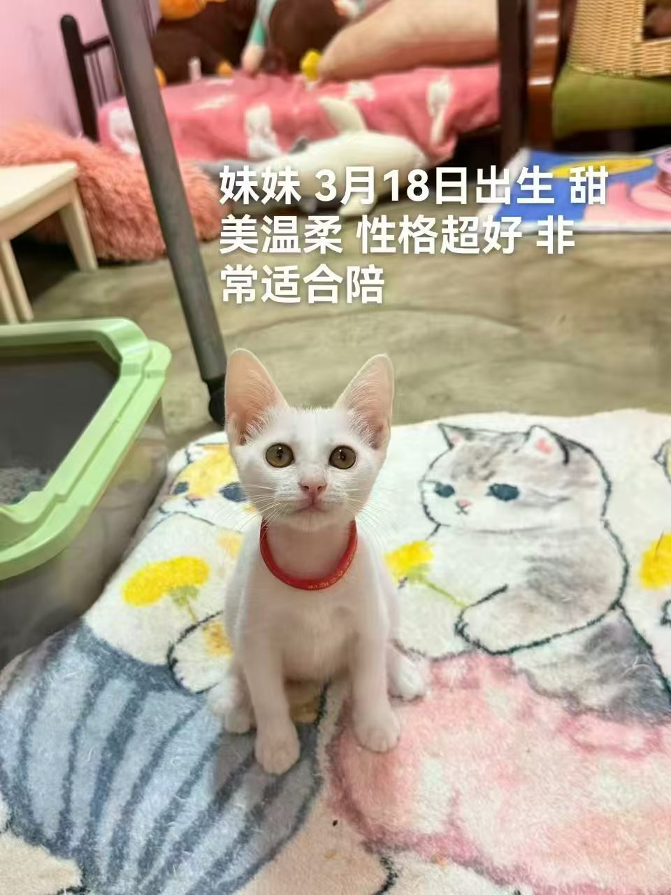 免费领养这是救的流浪猫妈妈丽娟的孩子，这种一天都没有流浪过的小猫，情绪稳定，活泼