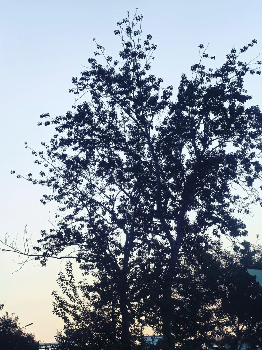 狗守着一篮花，黑色的枝丫守着风美景