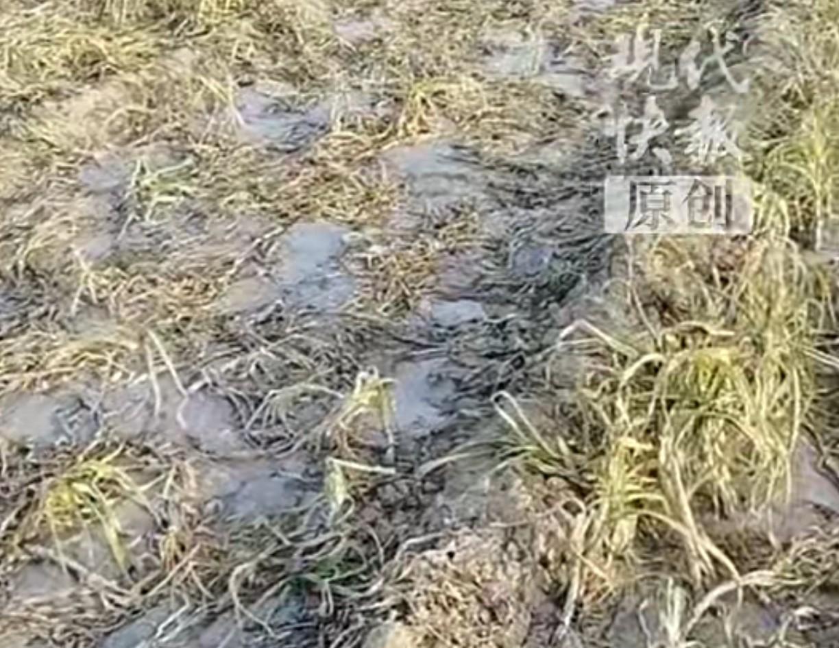 太缺德了！河南开封，一位79岁的老人发现自己种的4.3亩蒜苗被人打了农药，老人一