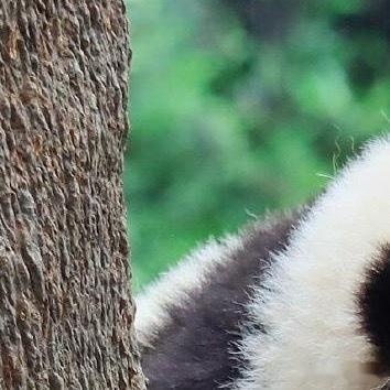 熊猫守护者 | 熊猫守护者‬ 所有的努力都不会完全白费，你付出多少时间和精力，都