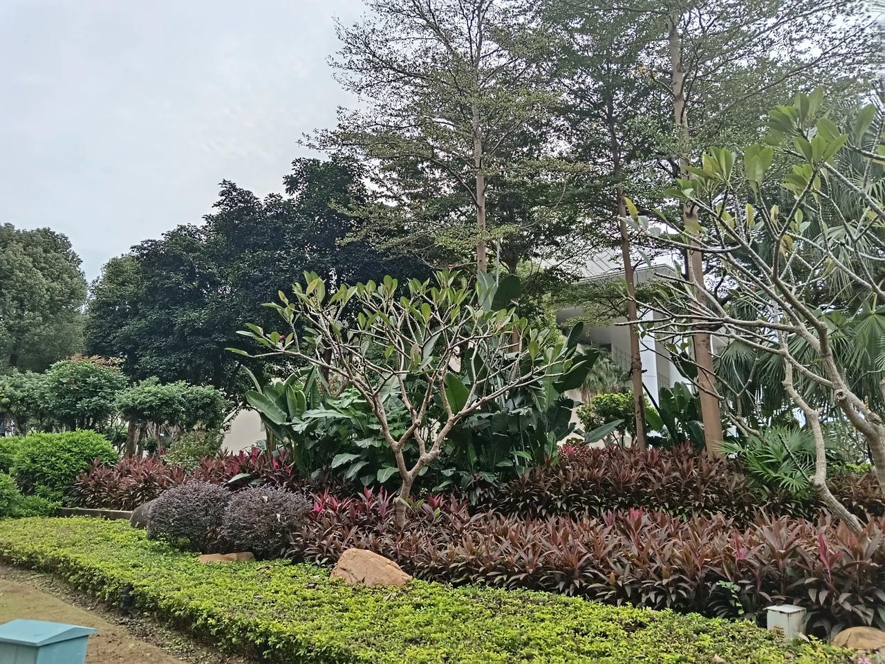 初冬的厦门绿意依浓。