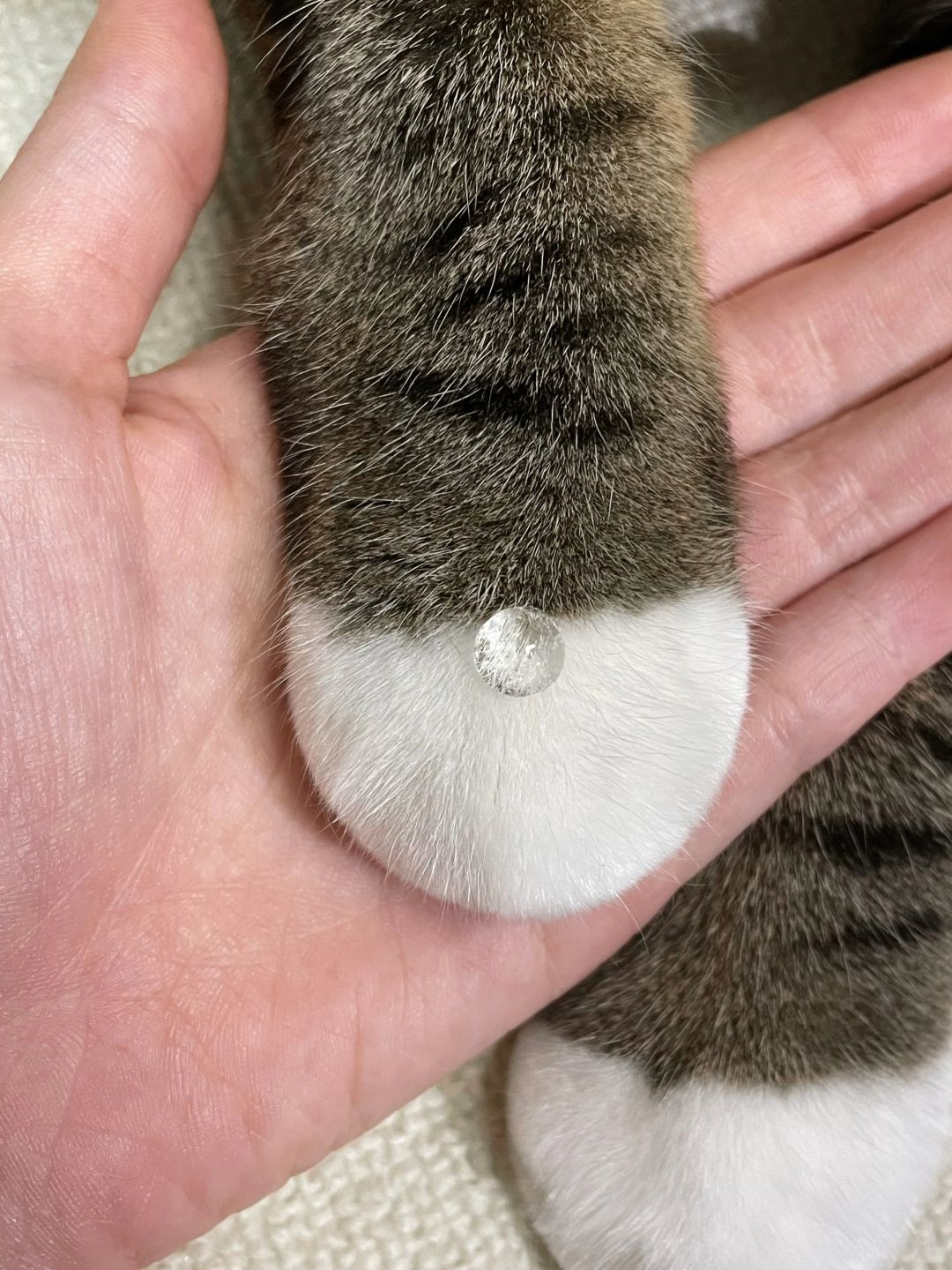这一年，我拍到的18张可爱猫猫jio🐾