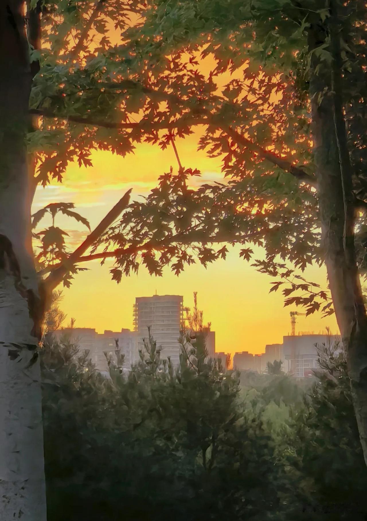 傍晚，雨后的西安，树缝隙撒下橘黄色的夕阳，隔着层层的树叶望过去，整个城市都泡在黄