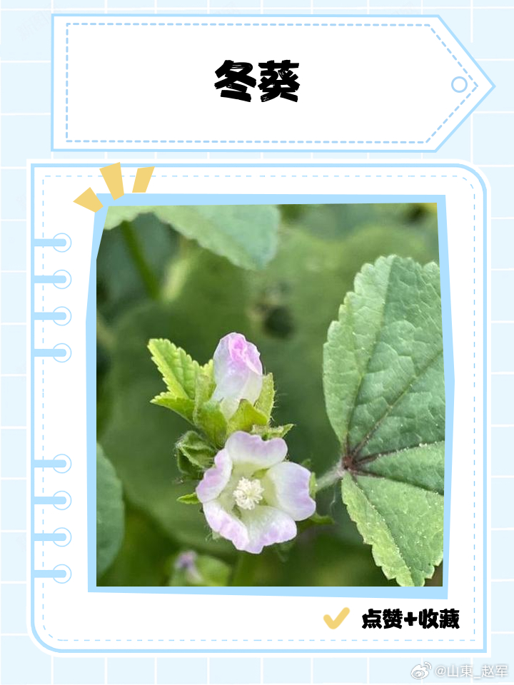 冬葵果or冬葵子—《神农本草经》学习思悟冬葵作为蔬菜，北魏贾思勰著《齐民要术》对