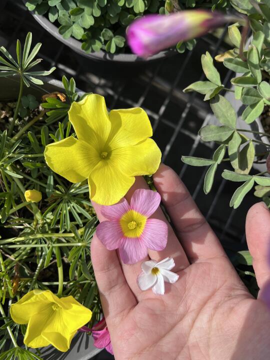 OMG！发现一朵超大的酢浆草