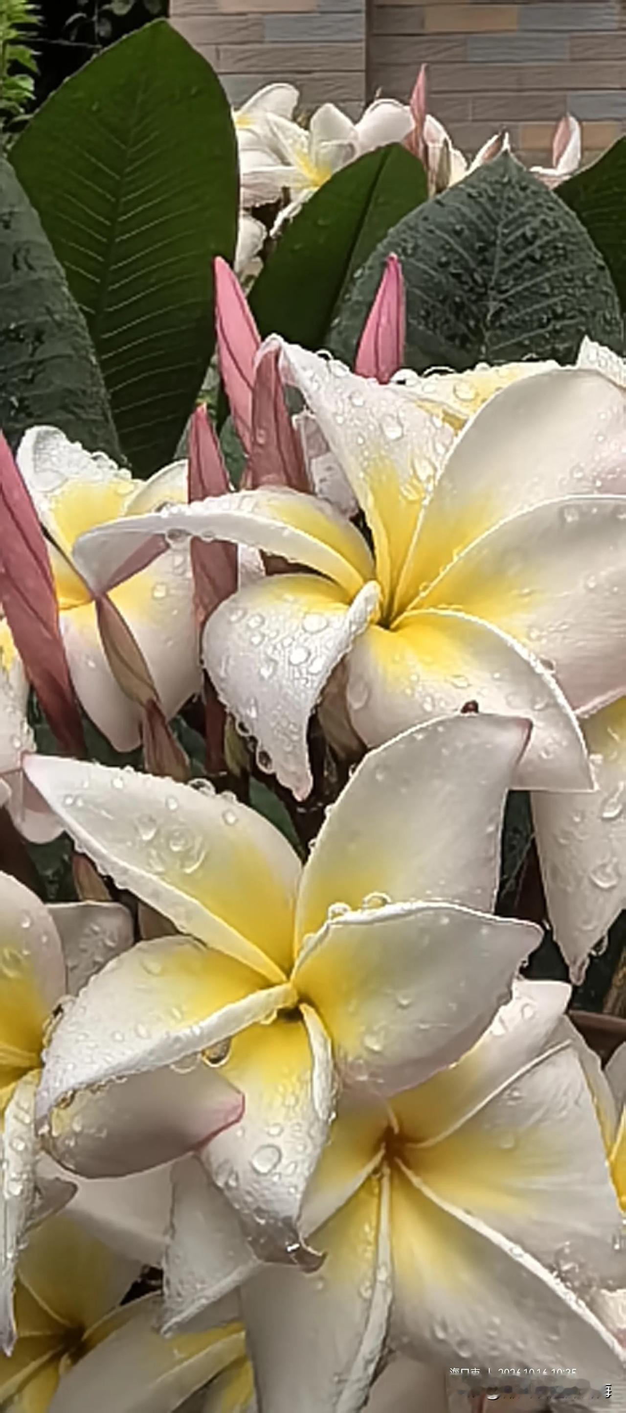 《七律·南国新栀》
莫叹秋深少艳姿，
蜂来蝶至不嫌迟。
饱闻宿露浮香气，
更羡佳