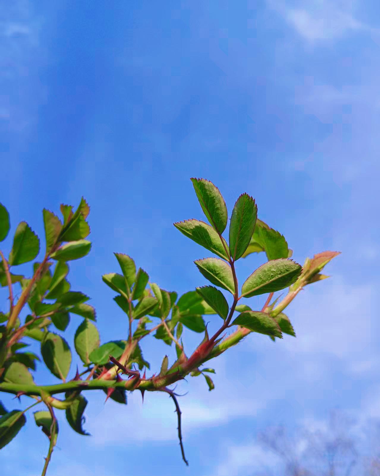 你们家乡的毛巾用方言怎么说哈哈哈哈哈！我们这叫“手巾”