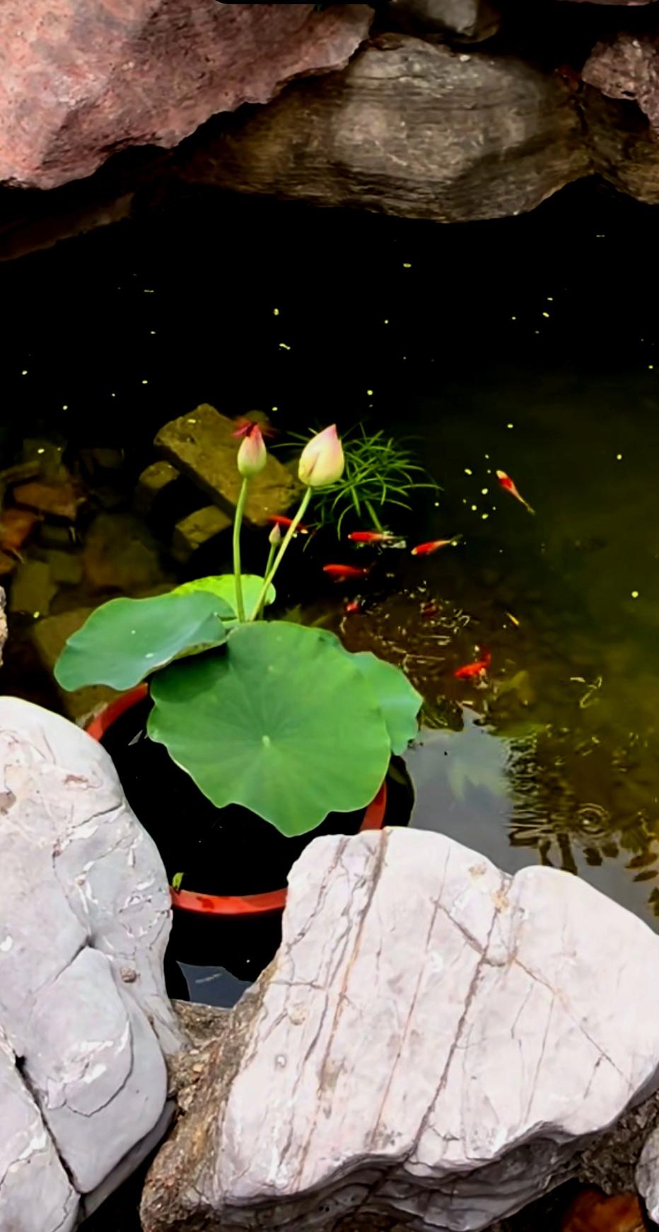 蜻蜓也赶来凑热闹，轻盈地在水面上点了一下，泛起一圈圈涟漪。那独立在荷塘中的荷花，