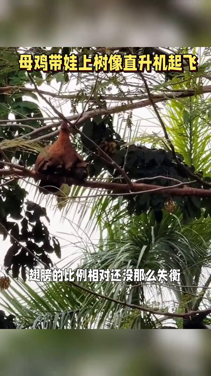 母鸡带娃上树像直升机起飞。
母鸡扑棱着翅膀，嗖的一下窜上了树枝。底下的小鸡们先是