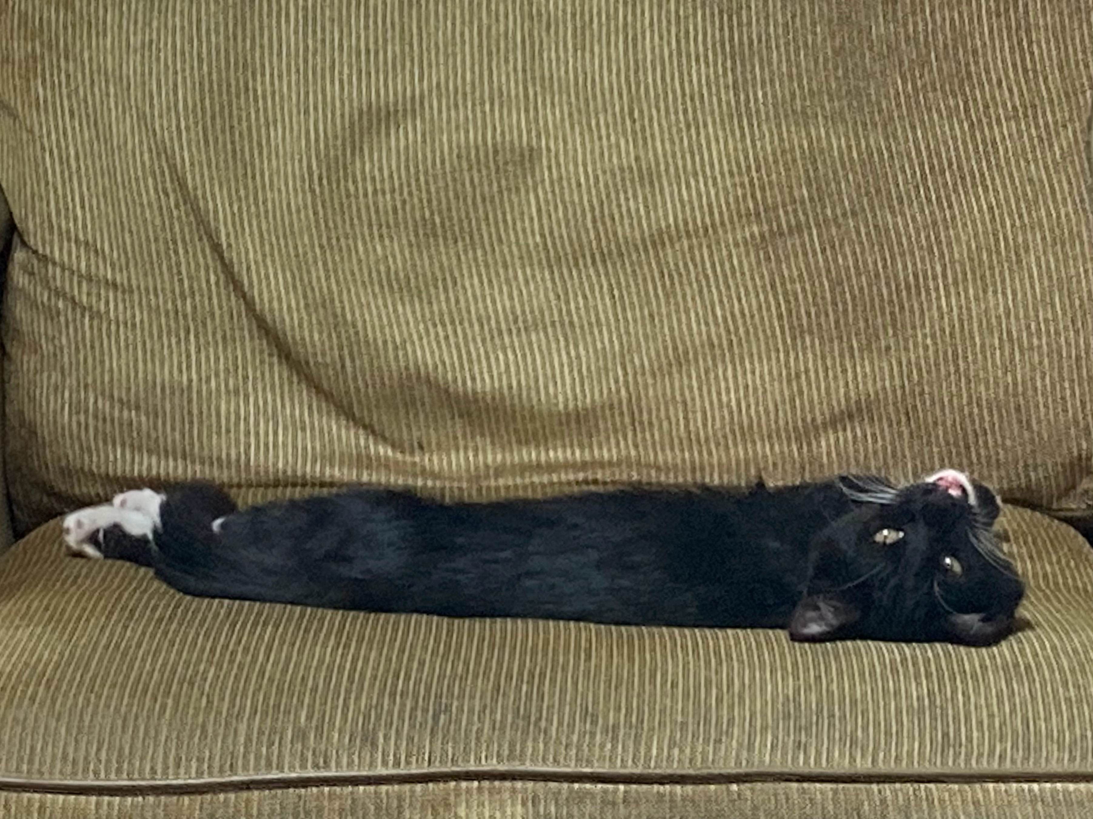 好傻的猫 