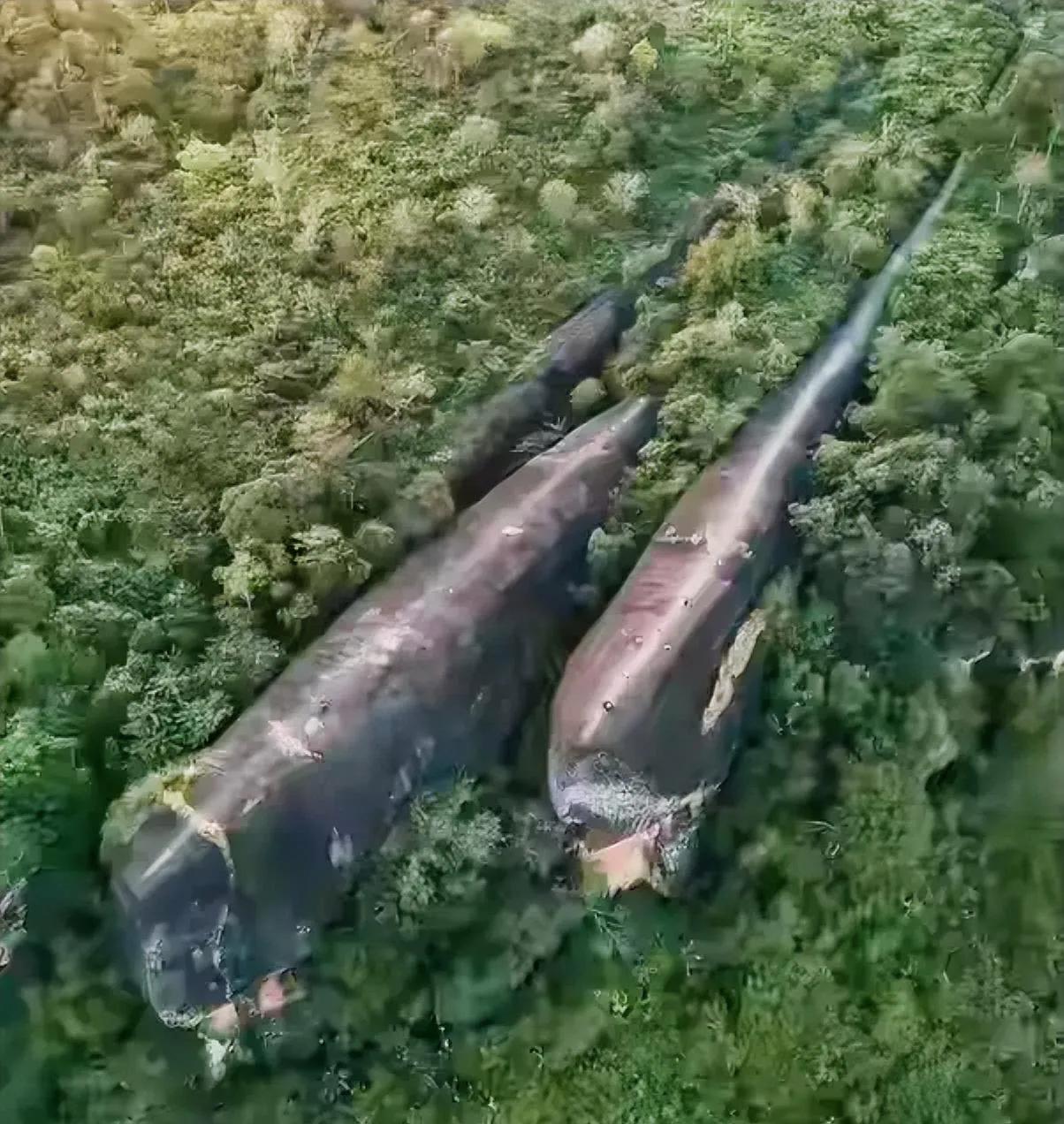 在深山中探险旅游，站在高山之巅居然看到有两列火车的化石,不知道下面安装上轮子是不