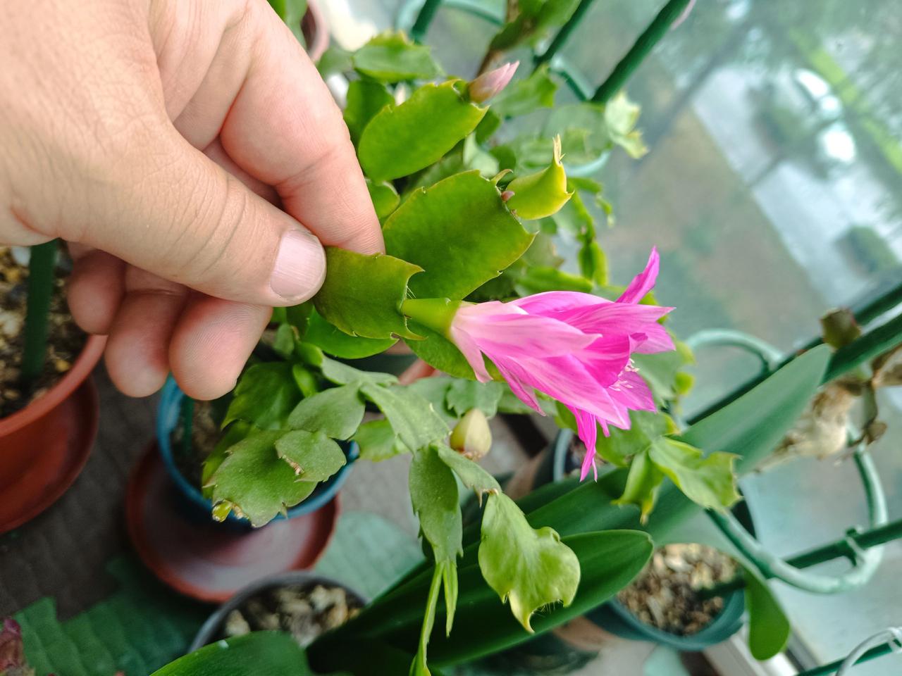 阿尔法蟹爪兰在夏天开花了