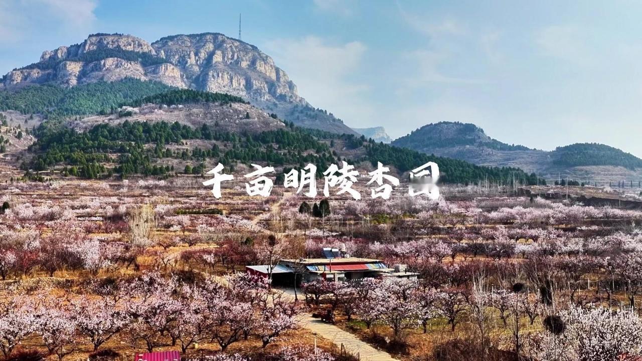 春日出游别错过！济南五峰街道东菜园村的千亩明陵杏园正值盛花期，满眼雪白花海美到窒
