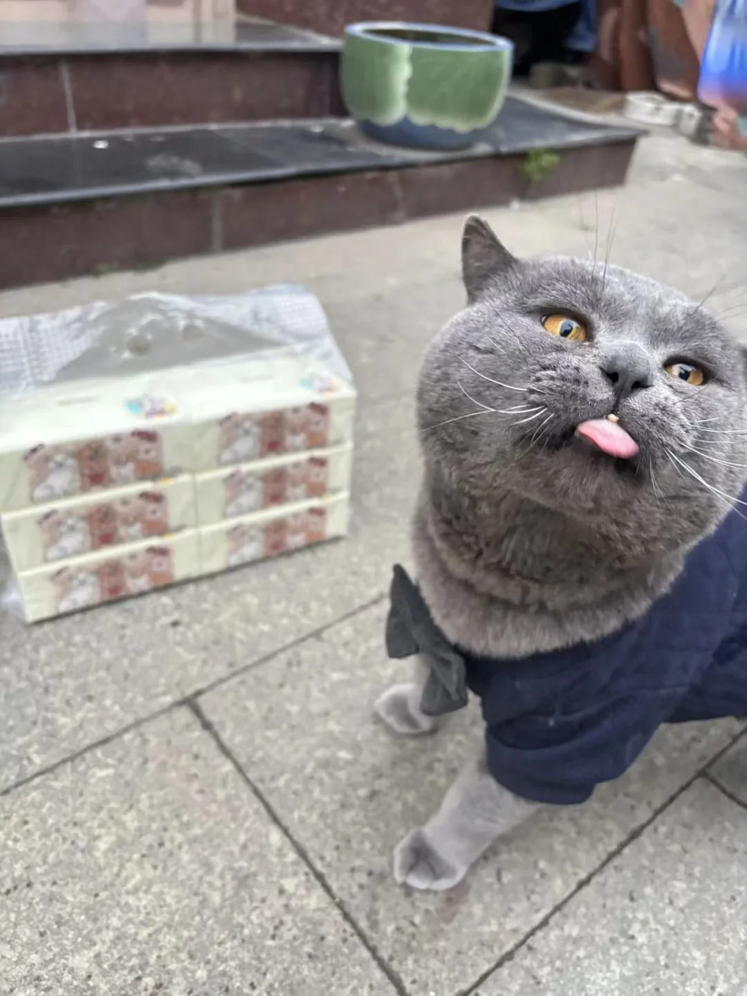 肥咪义卖抽纸养小弟们！