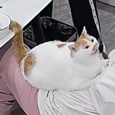 #日常的路人a# 朋友都养猫的还经常给我发猫片的结果，就是把我养的得寸进尺。已经