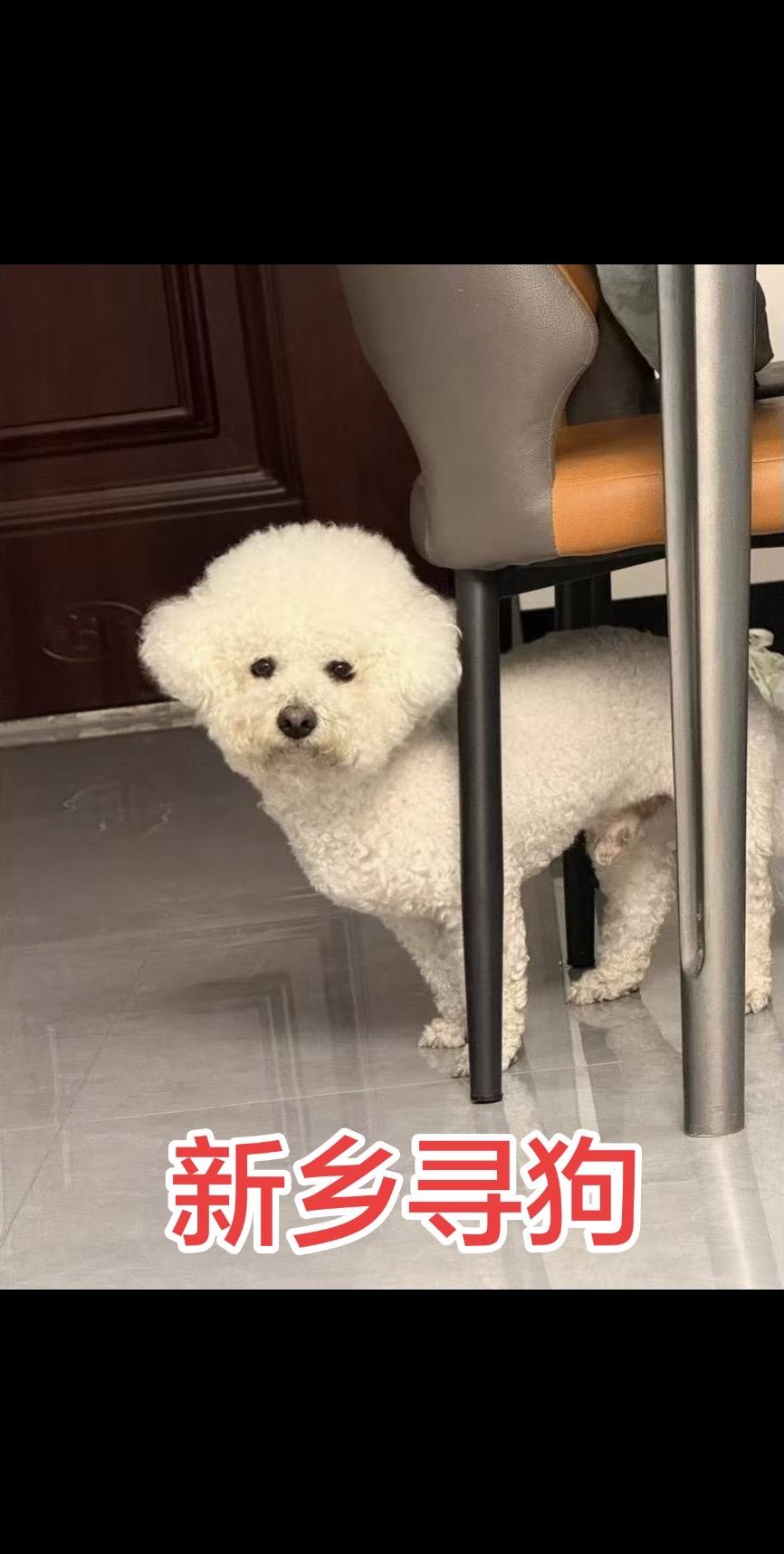 煤球，4岁小公狗，5月14日中午12:30~13:00从宠物店跑出，在新乡市牧野