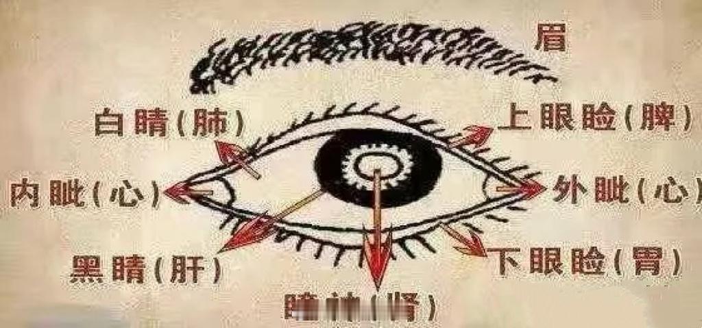#中医建议一定要保护好眼睛#五脏之精藏于目，脾精在眼睑，肝精在眼球，肾精在瞳仁。