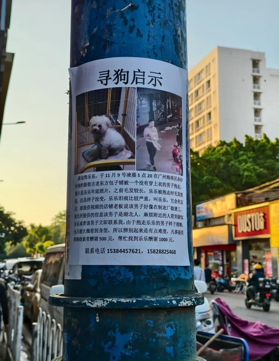 广财⭕️流浪狗后续…
寻狗启示
泰迪狗乐乐，于11月9号凌晨5点20在广州海珠区