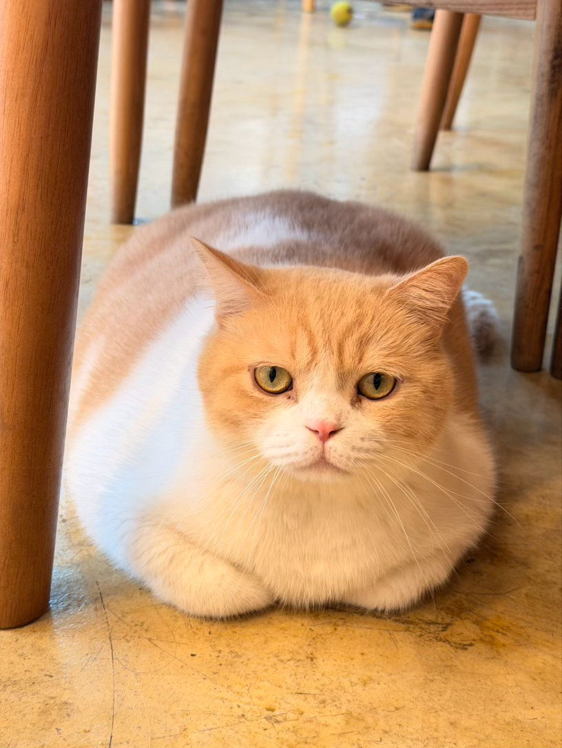 旺财，你的身材保持得不错呀🐱