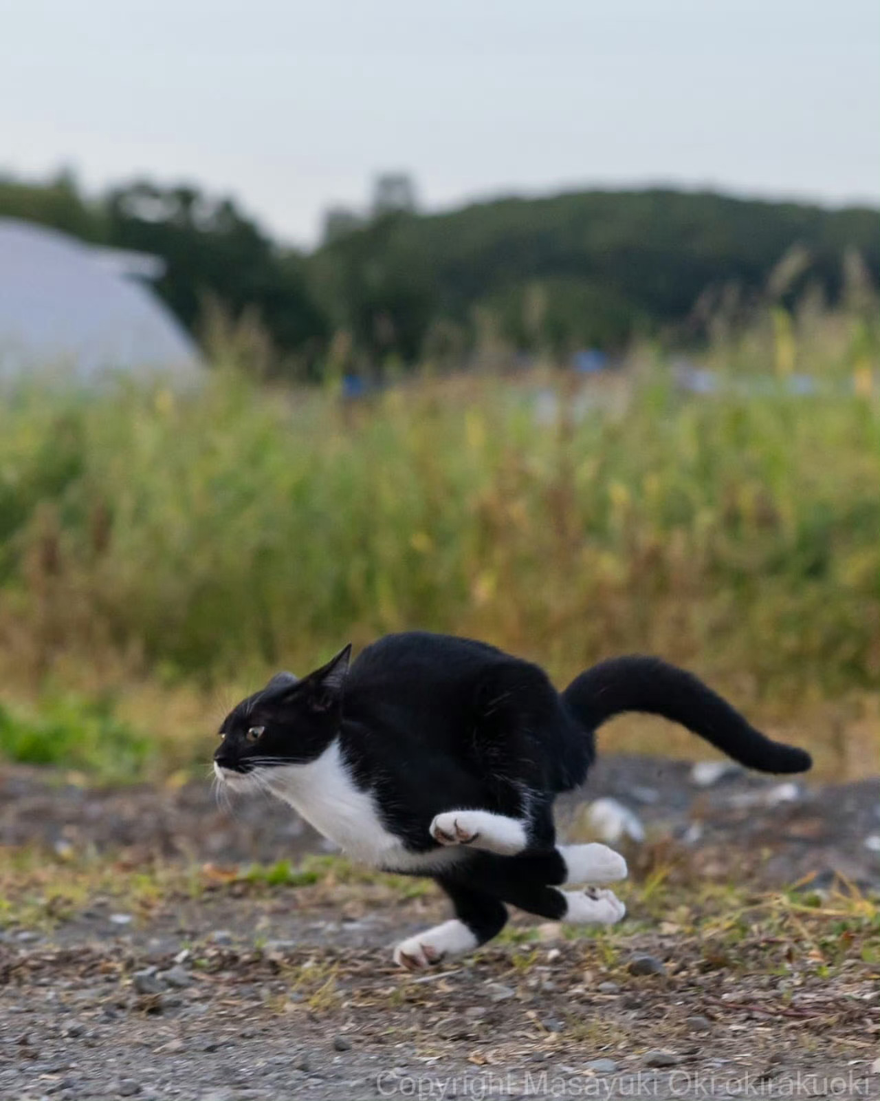 【奶牛猫】奔跑的猎豹 ​​​