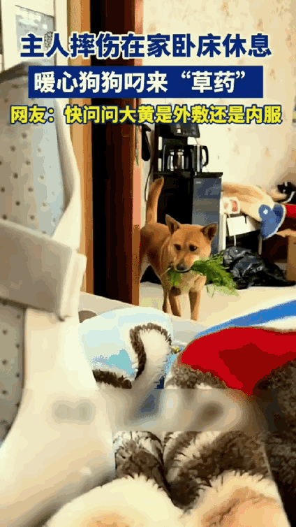 真被这只土狗暖到了！浙江一男子摔伤卧床，家里的大黄狗竟默默跑出去，叼回一捆野草放
