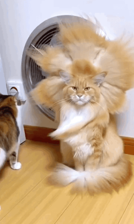 炸毛的最高境界，秒变狮王，最后一声“喵”是才灵魂之所在！