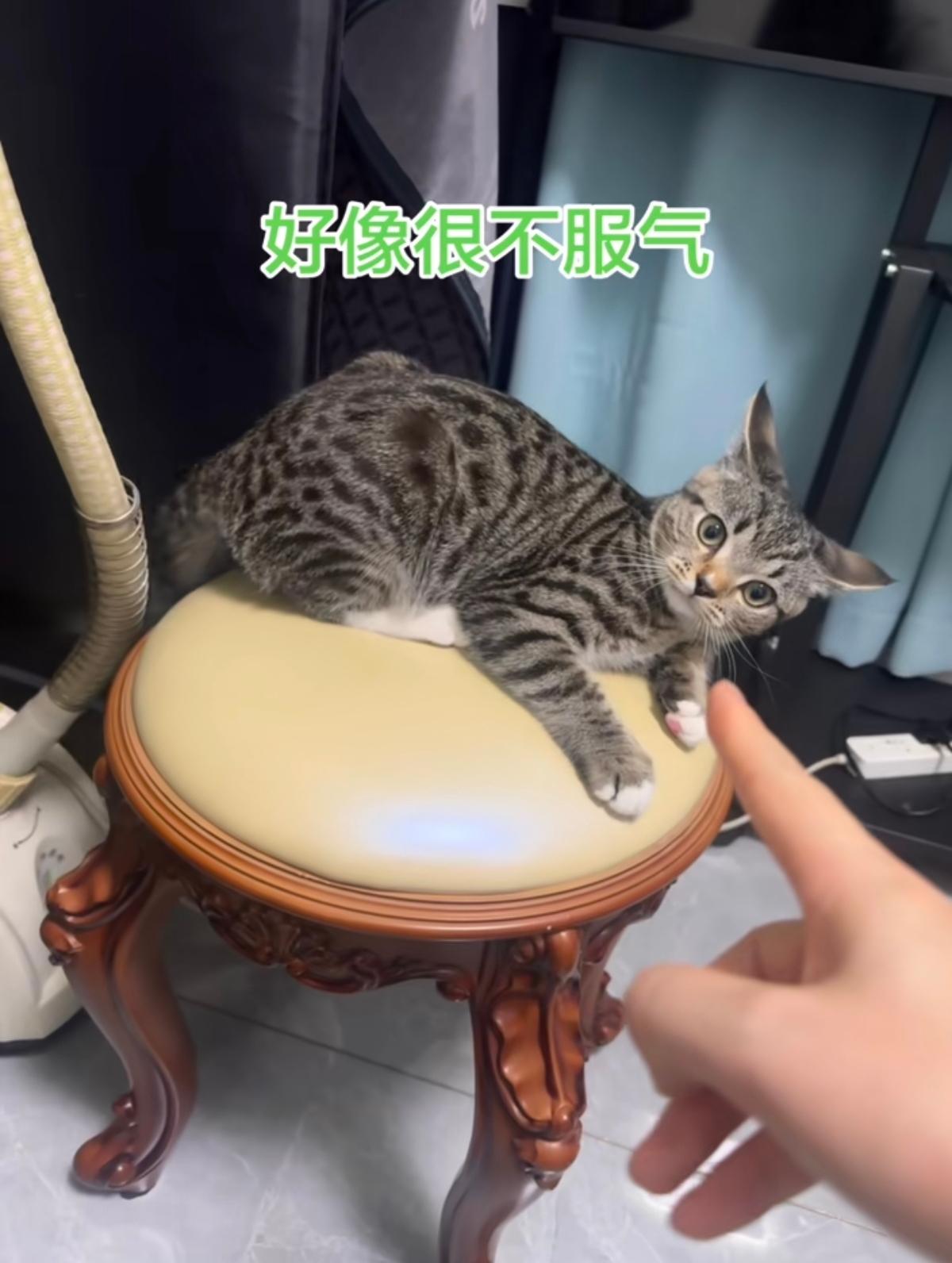我严重怀疑，狸花猫这个品种脑子里都有点大病。
今天我家猫把我放在桌子上的碗打碎了