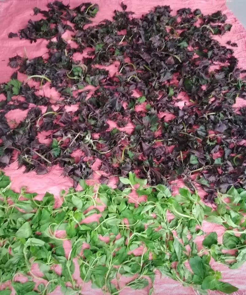 听人说紫苏叶在夏季泡茶喝，不仅能解暑清热，还能化痰止咳、祛湿，我对这个说法挺感兴