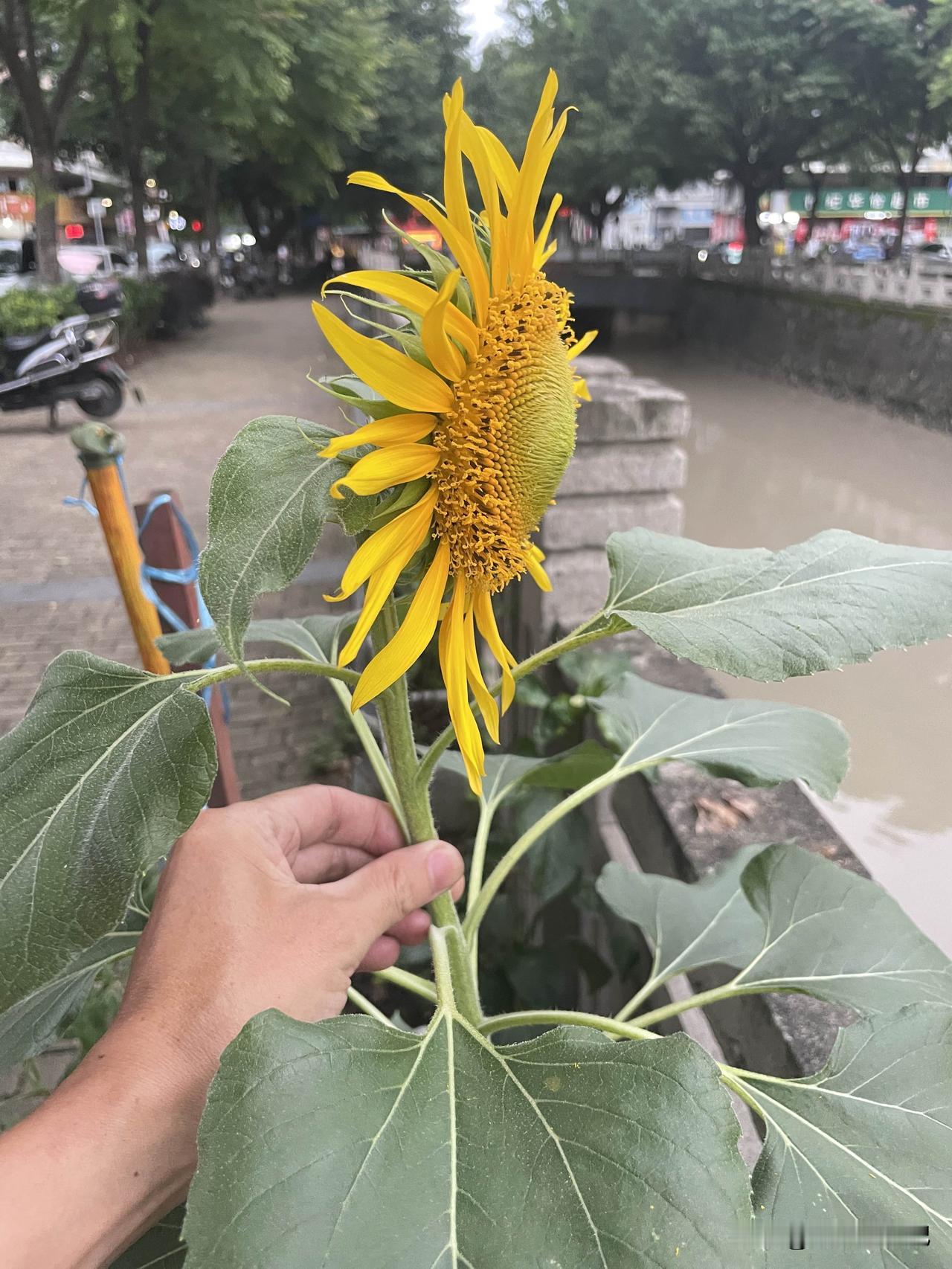 怎么也没想到，向日葵会跟高考扯上关系。