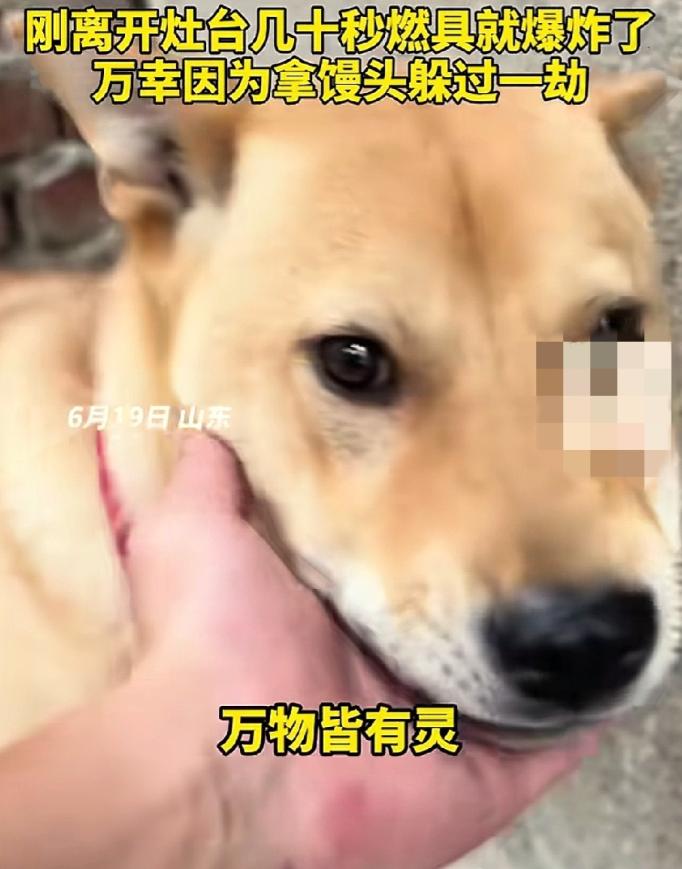 “万物皆有灵！”山东，一男子在家煮粽子时，家里的狗狗突然对着他疯狂大叫。男子还以